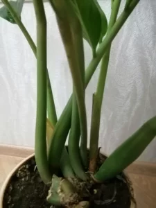 Зомиакулькас 1метр