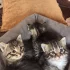 Отдам котят в добрые руки. Бобруйск