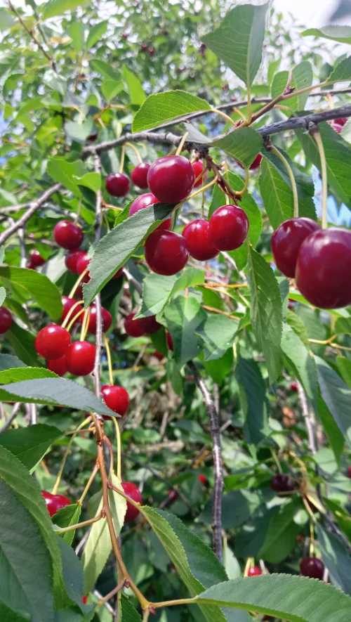 Вишня крупная из деревни 6 р кг