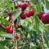 Вишня крупная из деревни 6 р кг