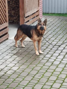 Немецкая авчарка