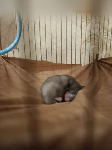 Сирийские хомячки