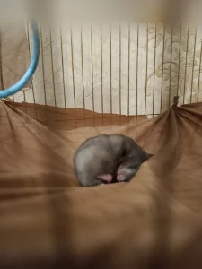 Сирийские хомячки