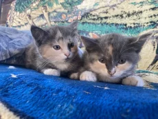 Отдам котят, 2 месяца