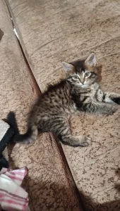 Отдам двух кошечек возраст 2 месяца