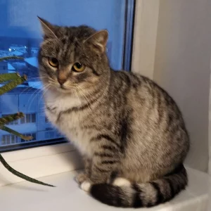 Кошечка ищет заботливую семью