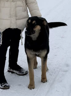 Стерилизованная собака в дар