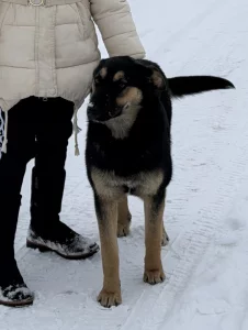 Стерилизованная собака в дар