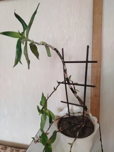 Цветок комнатный лечебный «Ус»