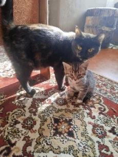 Пушистые хвостики для любящих хозяев