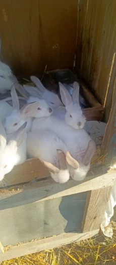 Крольчат
