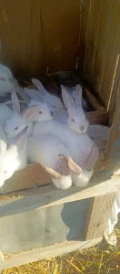 Крольчат