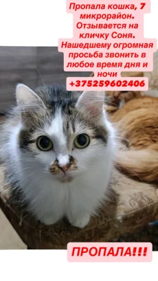 ПРОПАЛА КОШКА