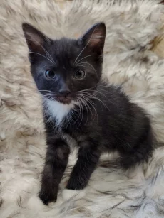 Очаровательная кошечка