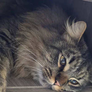 Крупный полупородистый котик ищет дом