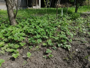 Клубника (кустики)