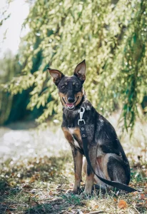 Нежная Пиппи