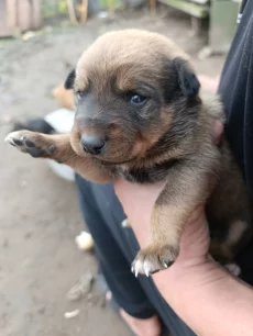 Отдам щенков в добрые руки