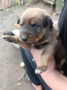 Отдам щенков в добрые руки