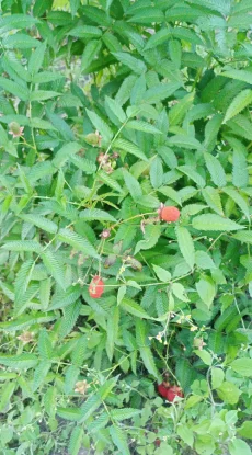 Саженцы ежемалины