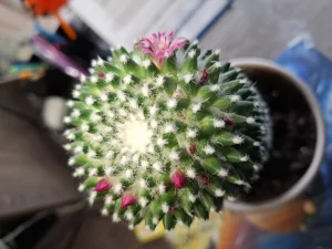 Кактус