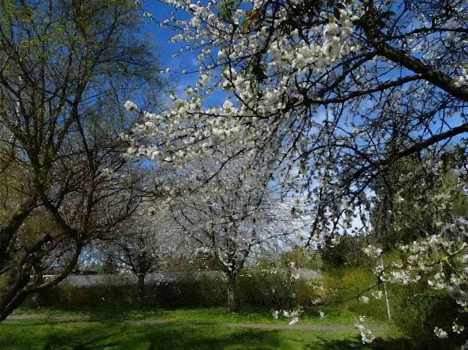 Погода на 25 апреля в Могилевской области