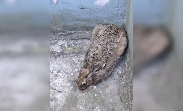 Заяц-театрал. Бобруйчанин спас дикого зайца из приямка здания драмтеатра