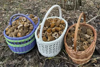 Грибники хвастаются урожаем из-под Бобруйска