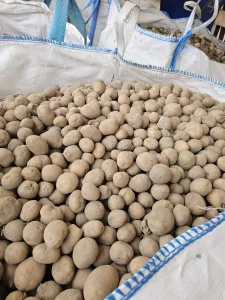 Бульба семенная