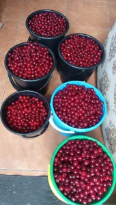 Вишня крупная из деревни 6 р кг