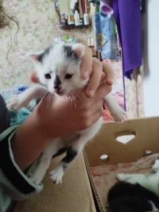 Котенок ищет дом