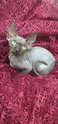 Котенок канадский сфинкс