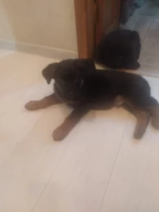 Щенки немецкой овчарки