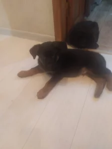 Щенки немецкой овчарки