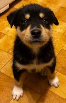 Щенки РОТСКИ порода 2 месяца