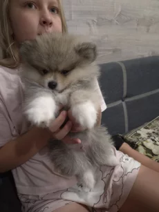 Щенки померанского шпица