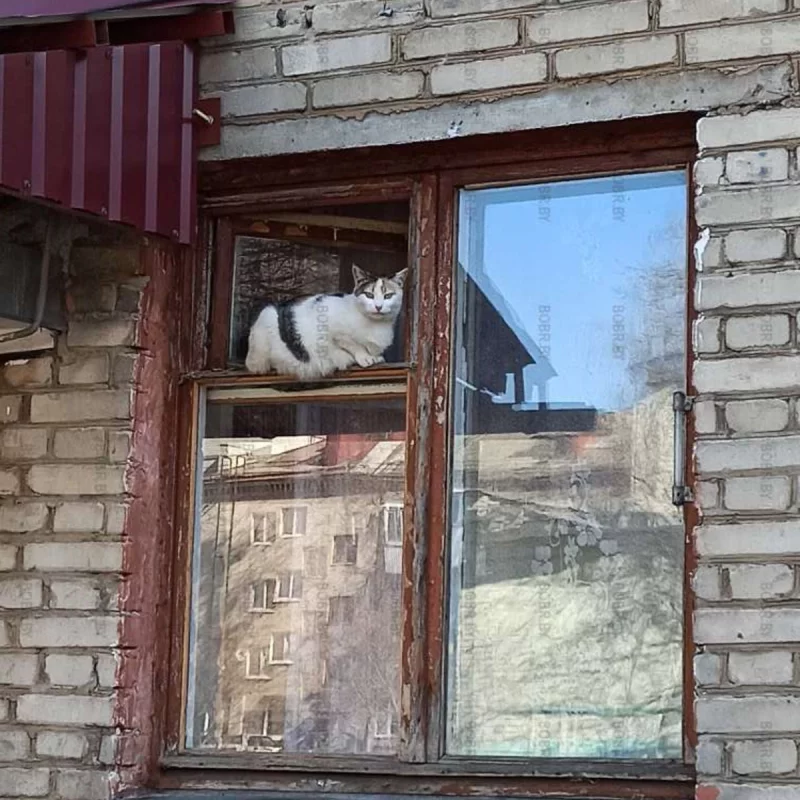 Котики как цветочки - тянутся к свежему воздуху и солнцу