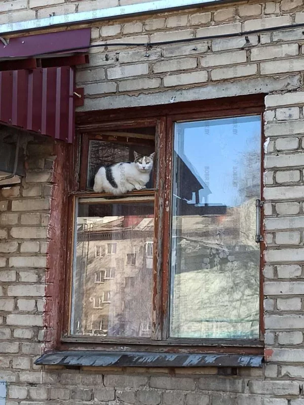 Котики как цветочки - тянутся к свежему воздуху и солнцу