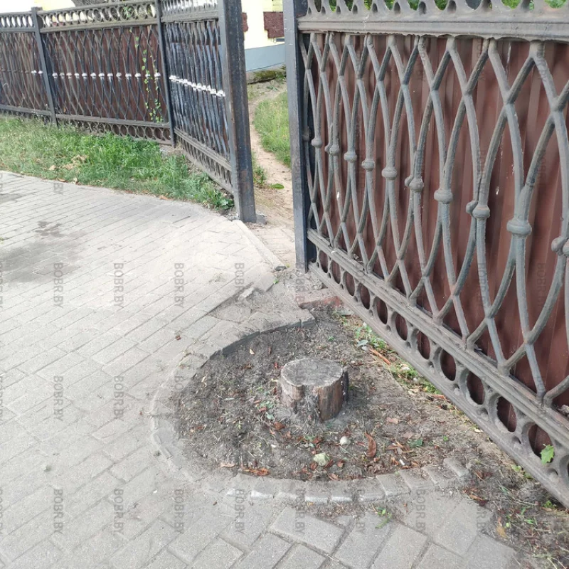 Это дерево росло наверное лет 40, а теперь около 10 здесь стоит живописный пень.