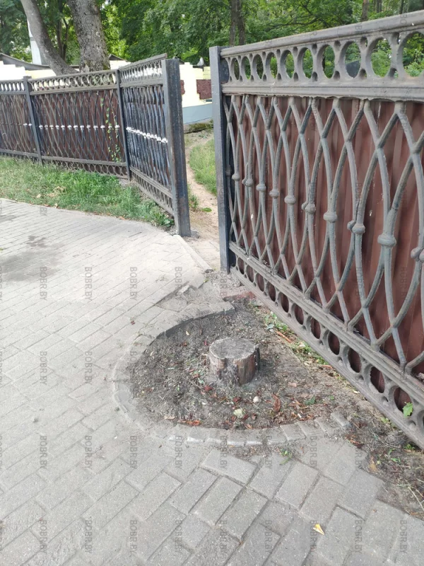 Это дерево росло наверное лет 40, а теперь около 10 здесь стоит живописный пень.