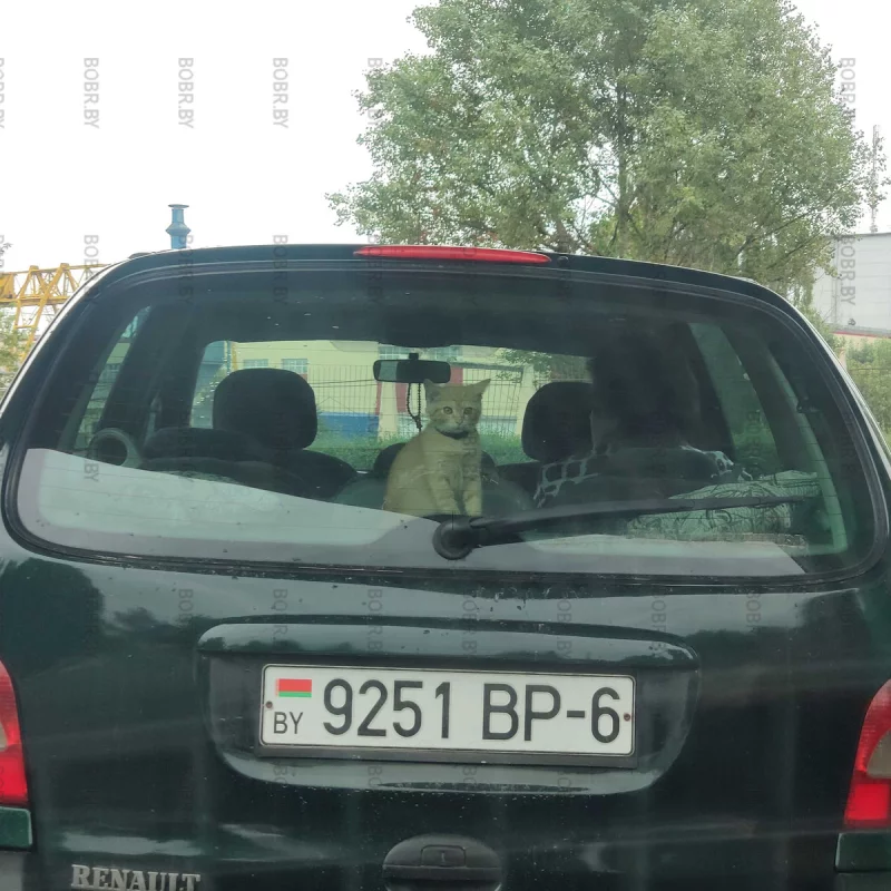 Пушистый пассажир.