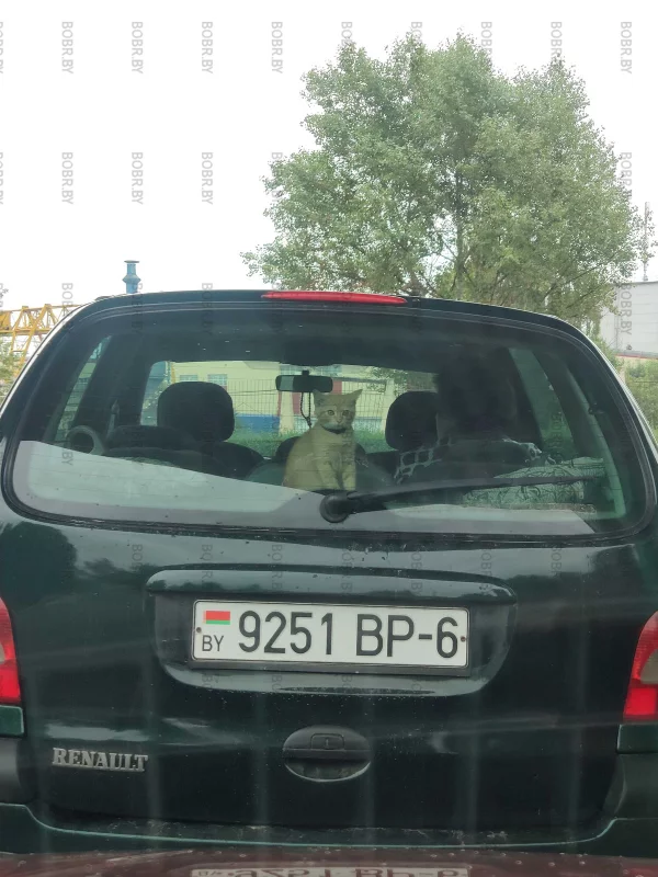 Пушистый пассажир.