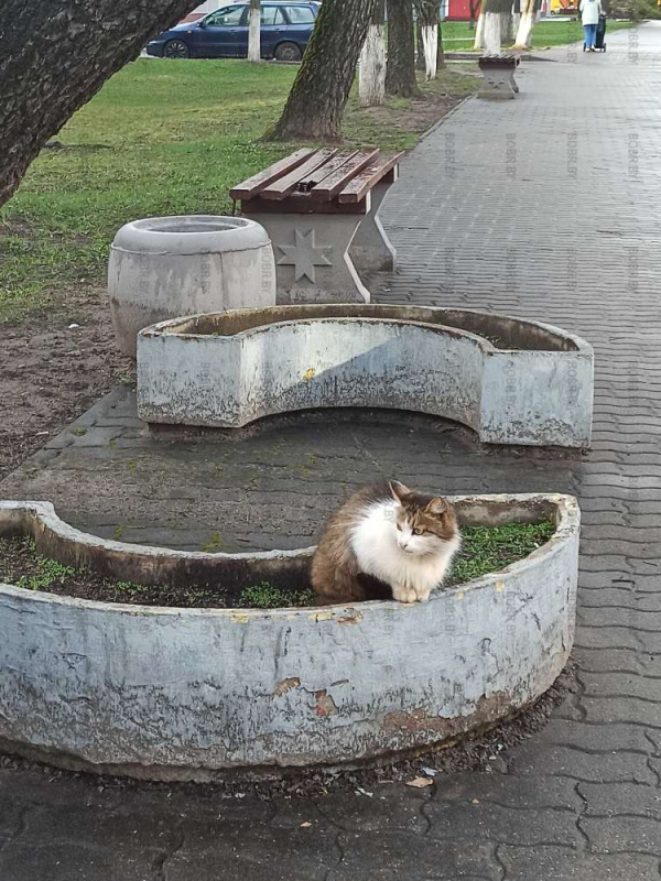 А такие цветочки на клумбах вам нравятся?)