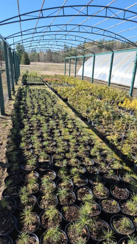 Будущий лес