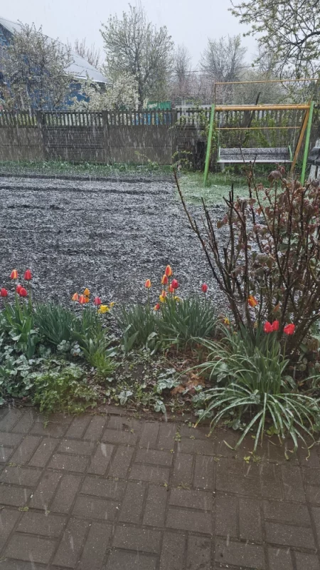 Тюльпаны под снегом