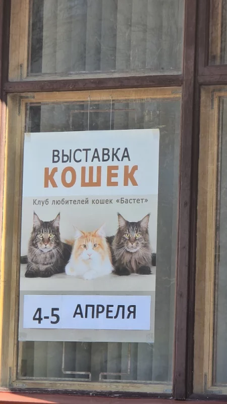 Любители кошек приготовьтесь, скоро будет выставка!