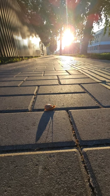Улитка ползёт по своим утренним делам на улице Комсомольской