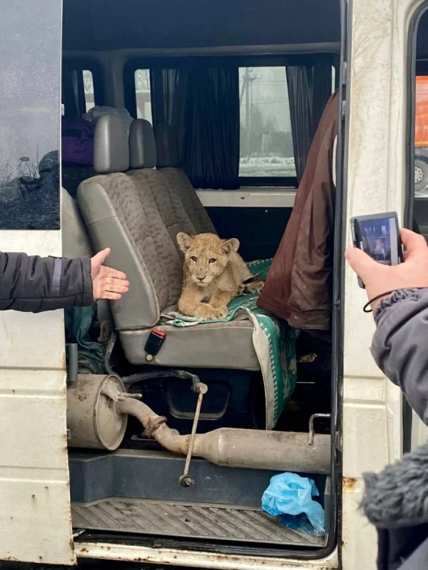 Таможня пресекла попытку незаконно провезти в Беларусь трехмесячного льва