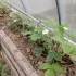 Земляника безусая ремонтантная