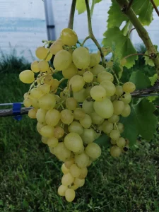 Ягода винограда